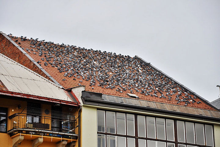 A2B Pest Control are able to install spikes to deter birds from roofs in East Sheen. 
