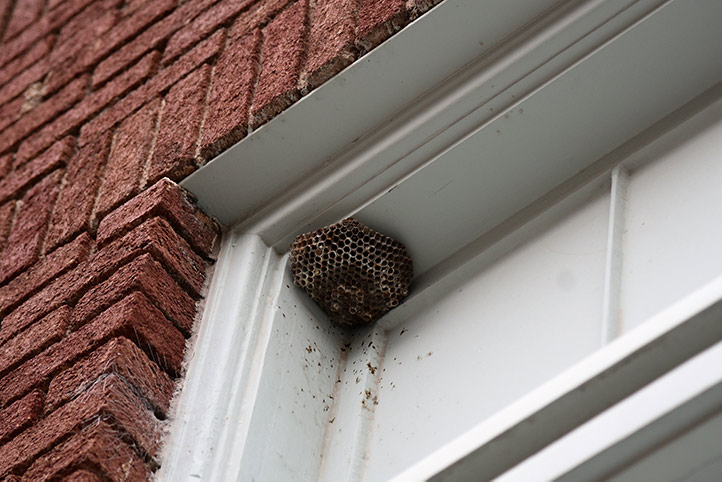 We provide a wasp nest removal service for domestic and commercial properties in East Sheen.